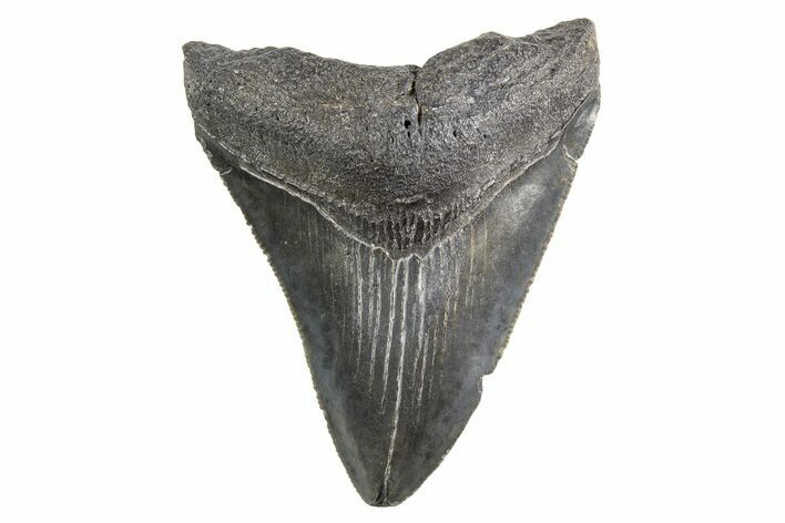 Serrated, Fossil Megalodon Tooth - South Carolina #321342